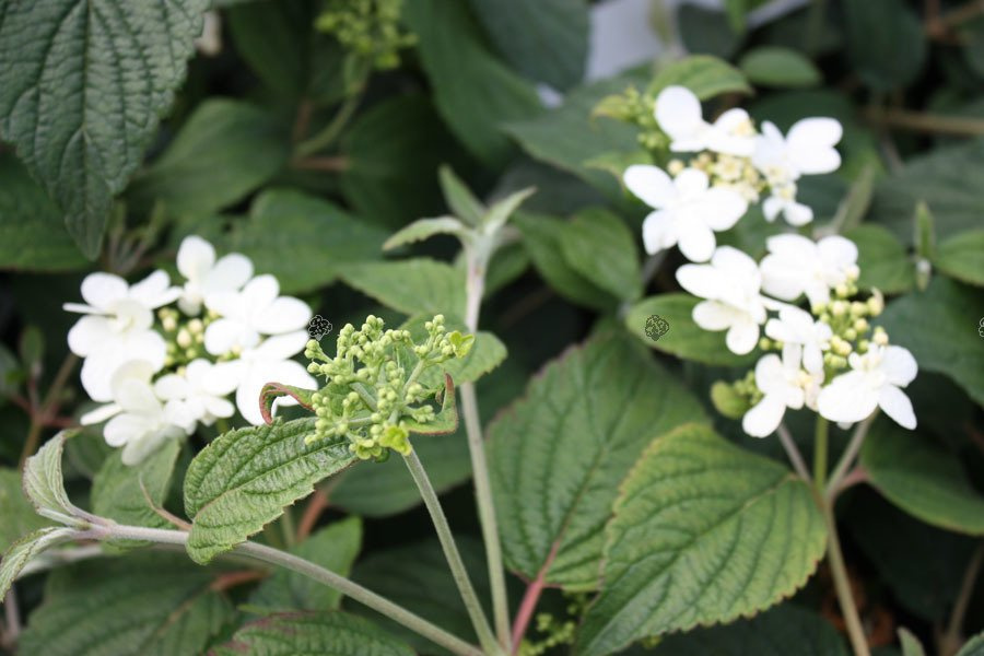 Kalina japońska Summer Snowflake Viburnum plicatum P9