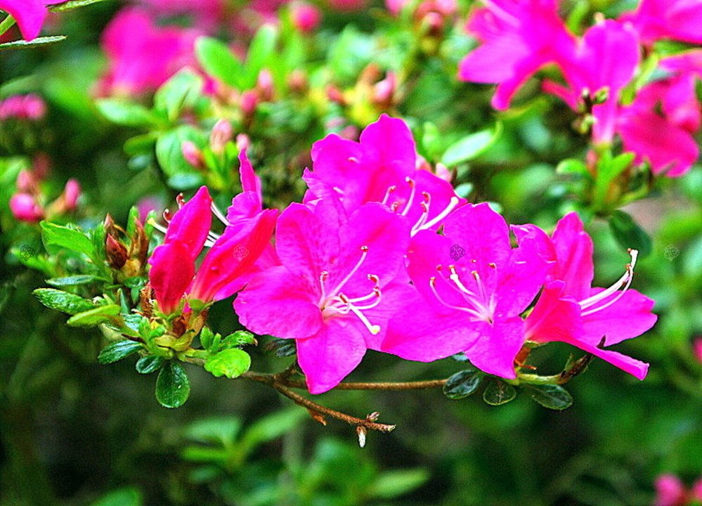 Azalia japońska Kermesina Rhododendron obtusum C2