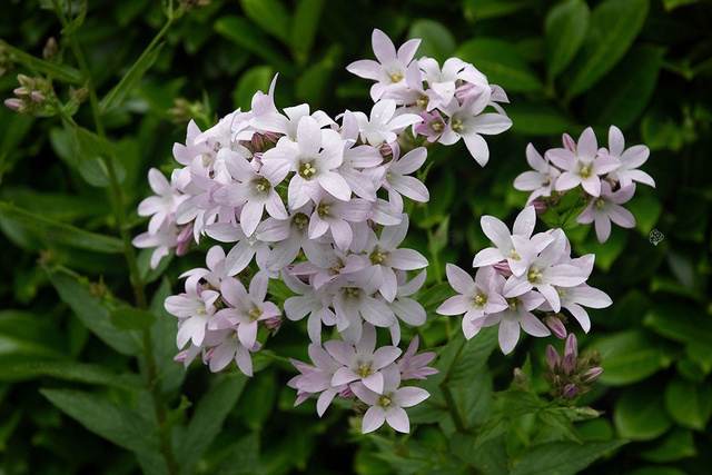 Dzwonek kremowy Loddon Anna Campanula lactiflora C3