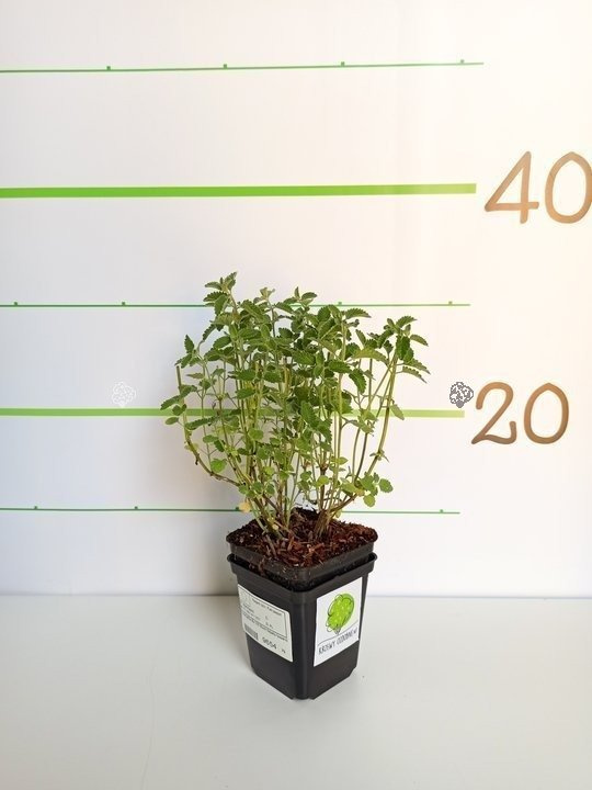 Kocimiętka Faassena Six Hill Giant Nepeta fassenii P9
