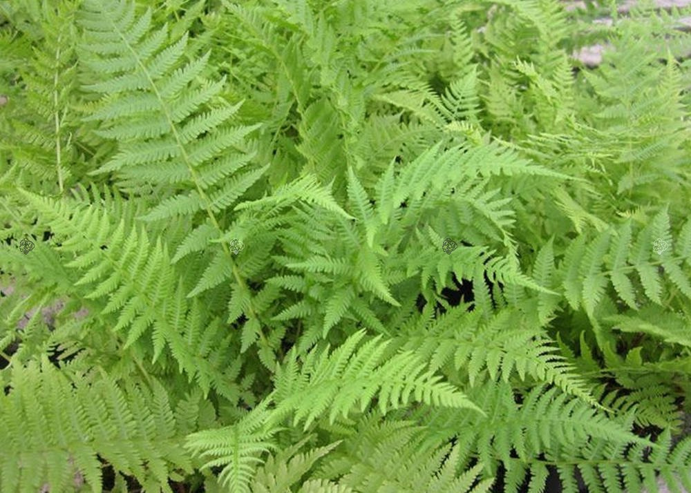 Wietlica samicza Athyrium filix femina C3