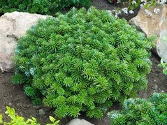 Jodła koreańska Dark Hill Abies koreana C2