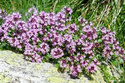 Macierzanka piaskowa Elfin Thymus serpyllum P9