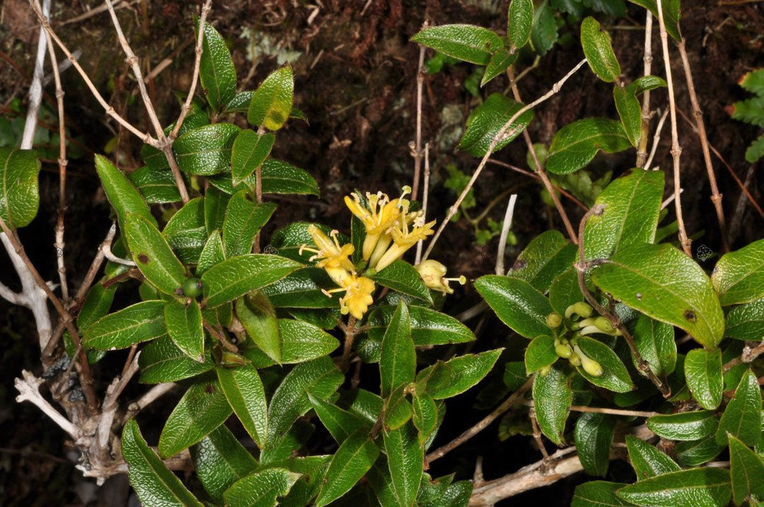 Wiciokrzew zaostrzony Lonicera acuminata P9