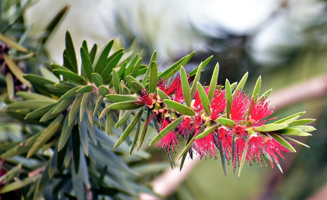 Kuflik Splendens Callistemon citrinus P9