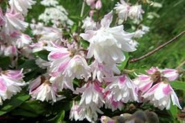 Żylistek szorstki Codsall Pink Deutzia scabra C2