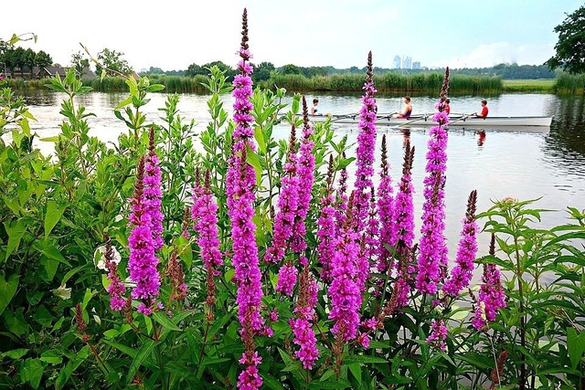 Krwawnica pospolita Rosy Gem Lythrum salicaria P9
