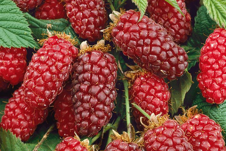 Malinojeżyna Tayberry Medana Rubus C2