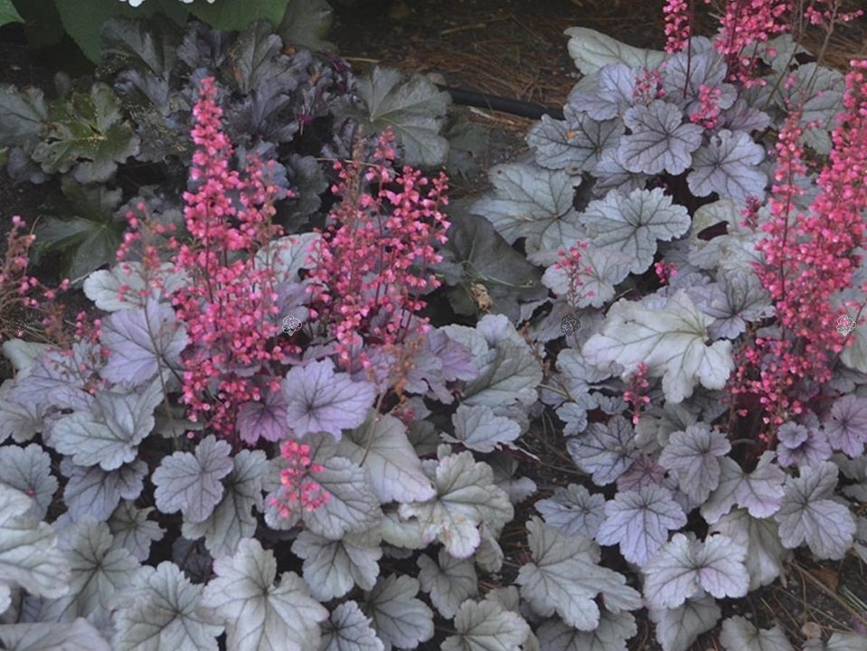 Żurawka Silver Gumdrop Heuchera C2