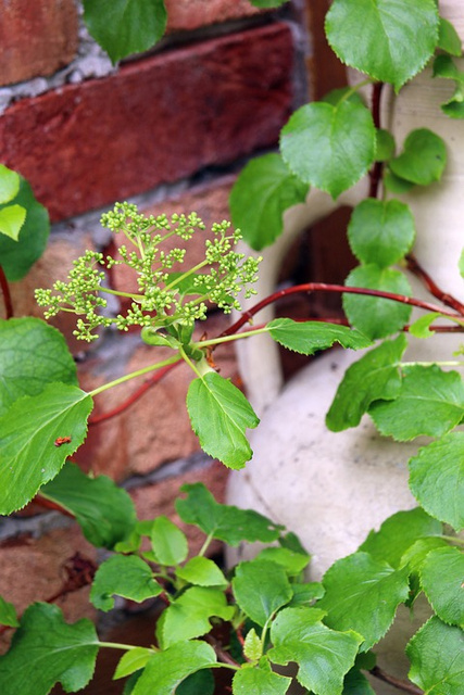 Hortensja pnąca subsp. petiolaris Hydrangea anomala C5