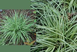 Turzyca ptasie łapki Variegata Carex ornithopoda P9