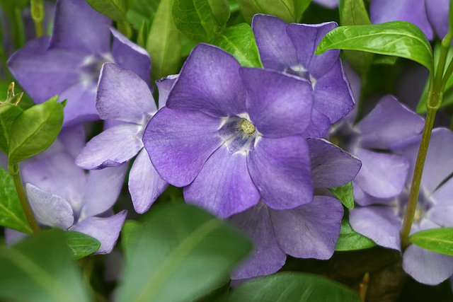 Barwinek pospolity Atropurpurea Plena Vinca minor P9