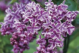 Lilak pospolity Sensation Syringa vulgaris C2