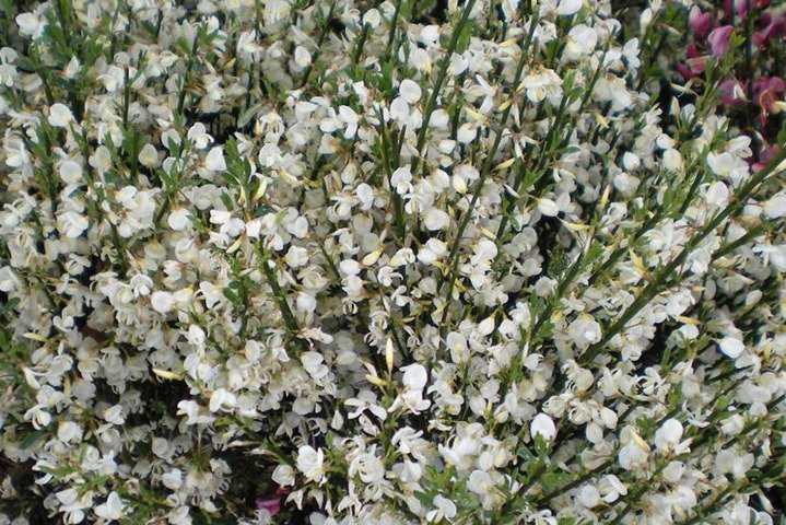 Żarnowiec szczodrzeniec wczesny Albus Cytisus praecox P9