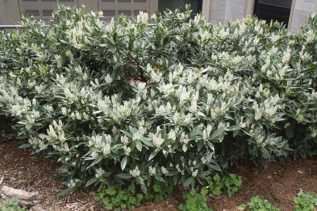 Laurowiśnia wschodnia Otto Luyken Prunus laurocerasus C2