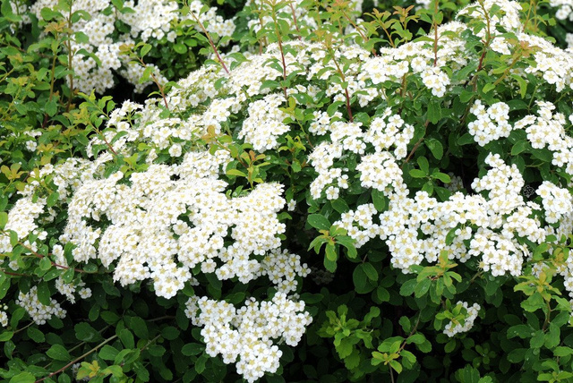 Tawuła nippońska Halward's Silver Spiraea nipponica C2