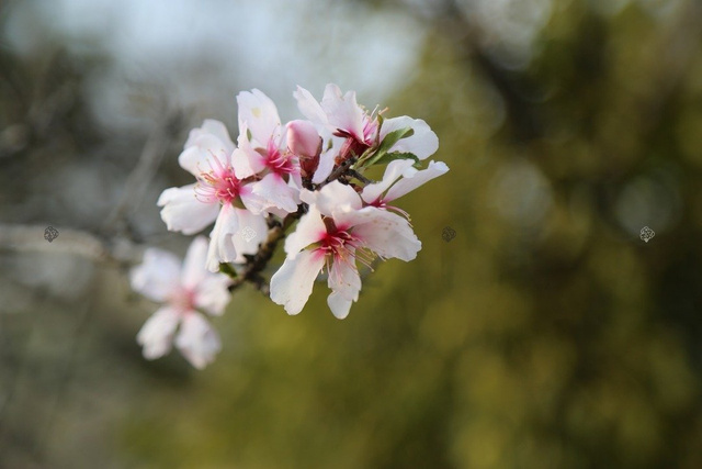 Migdał jadalny Prunus dulcis