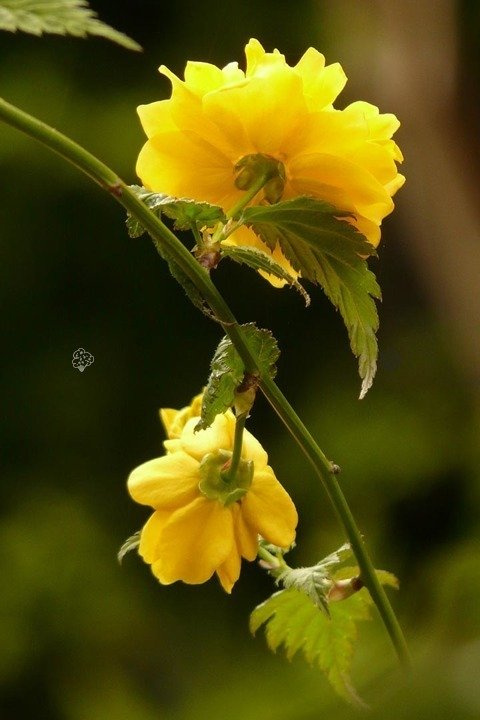 Złotlin japoński Pleniflora Kerria japonica P9
