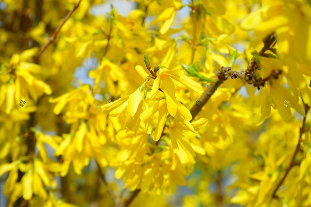 Forsycja zwykła Aurea PBR Forsythia suspensa