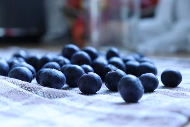 Borówka amerykańska Duke Vaccinium corymbosum P9