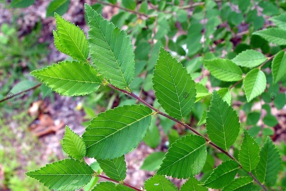 Wiąz syberyjski Ulmus pumila P9