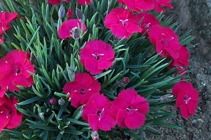 Goździk siny Badenia Dianthus gratianopolitanus P9
