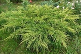 Jałowiec Pfitzera Goldkissen Juniperus pfitzeriana