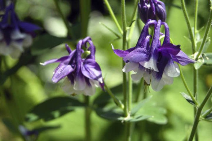 Orlik pospolity Plena Aquilegia vulgaris C2