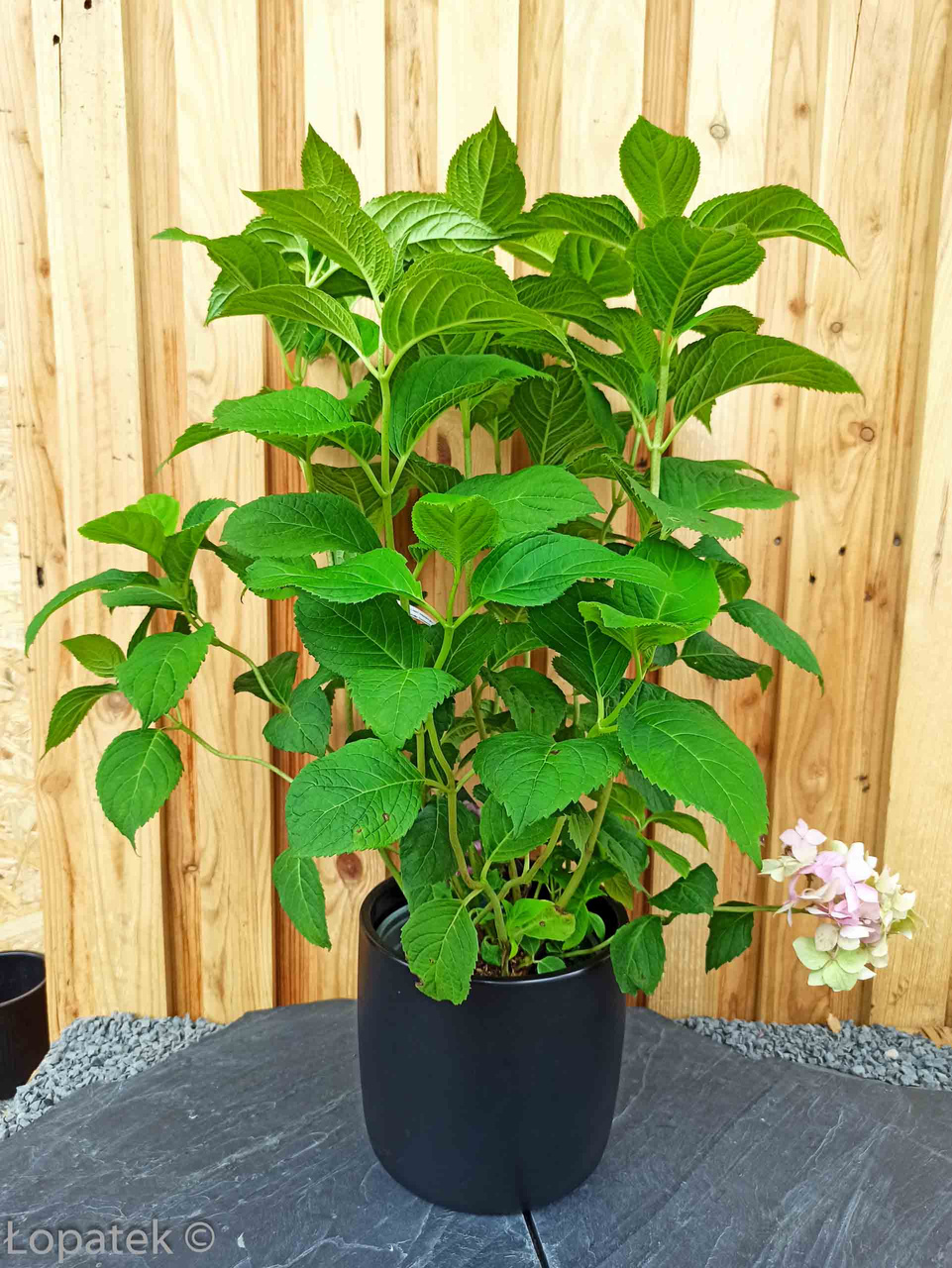 Hortensja ogrodowa Semperflorens Hydrangea macrophylla P9