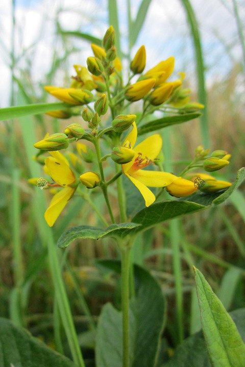 Tojeść kropkowana Lysimachia punctata P9