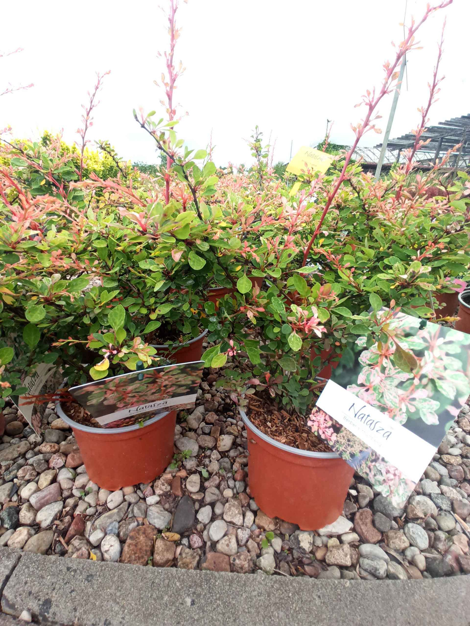 Berberys Thunberga Natasza PBR Berberis thunbergii C2