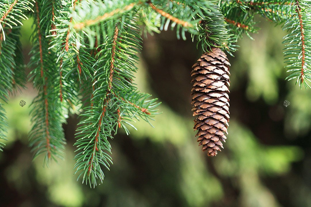 Świerk pospolity Picea abies P9