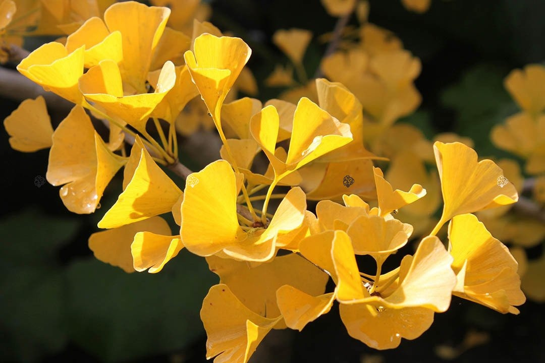 Miłorząb dwuklapowy Ginkgo biloba C5