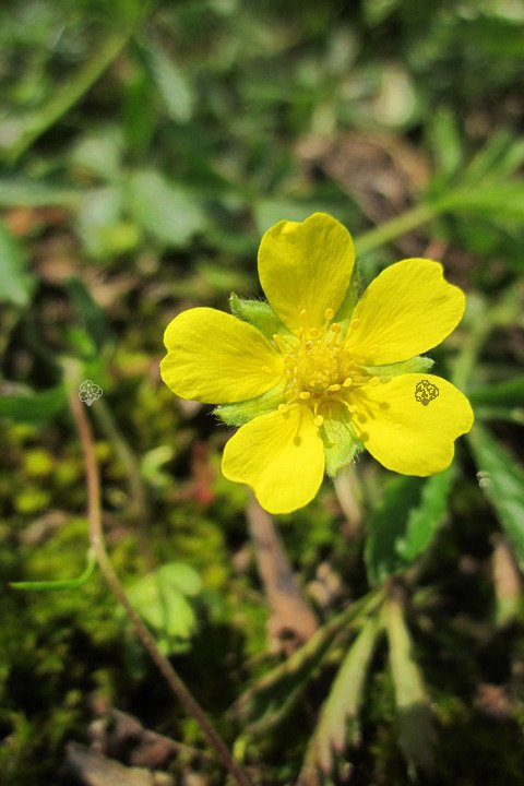 Pięciornik krzewiasty Kobold Potentilla fruticosa P9