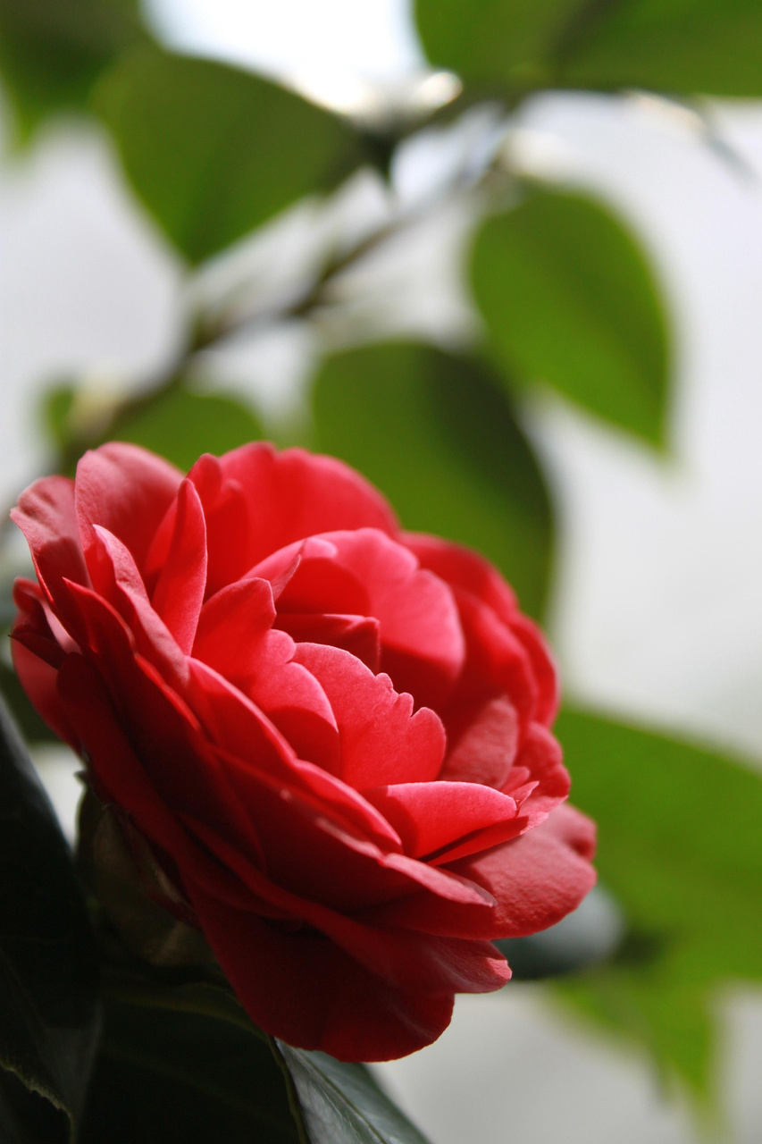 Kamelia japońska Black Lace Camellia japonica P9