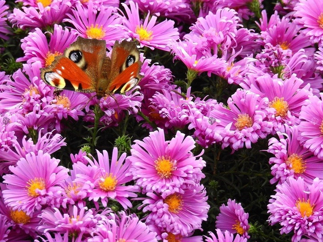 Aster nowobelgijski Patricia Ballard Aster novi-belgii C1