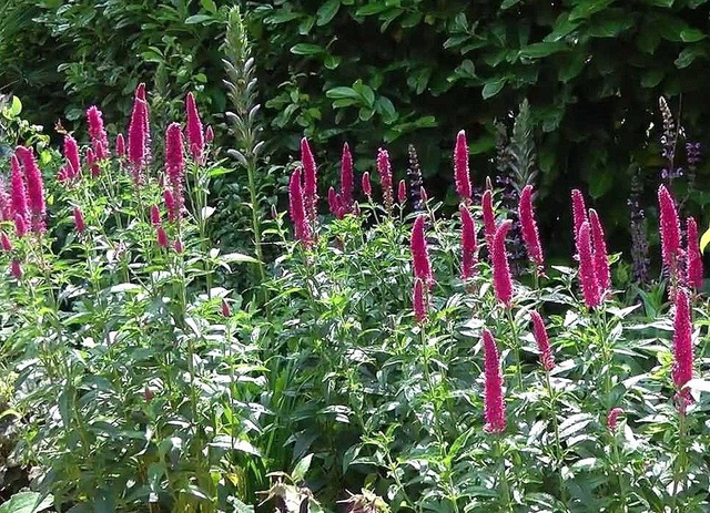 Przetacznik długolistny First Love PBR Veronica longifolia C2