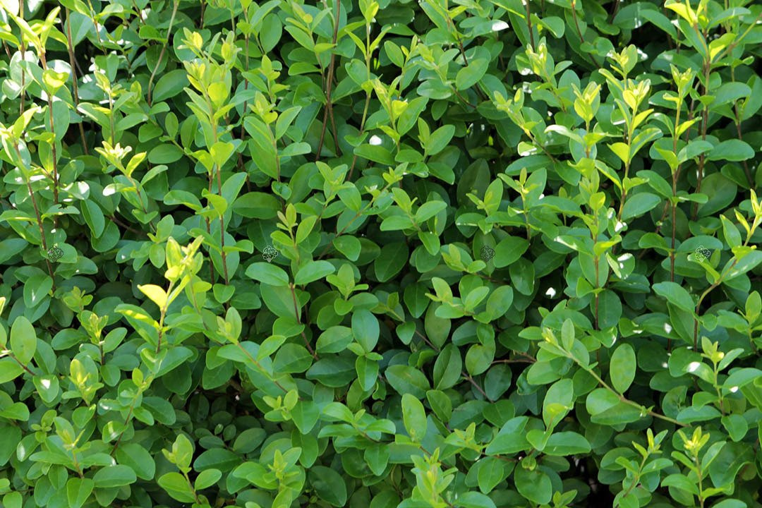 Ligustr pospolity Atrovirens Ligustrum vulgare C2