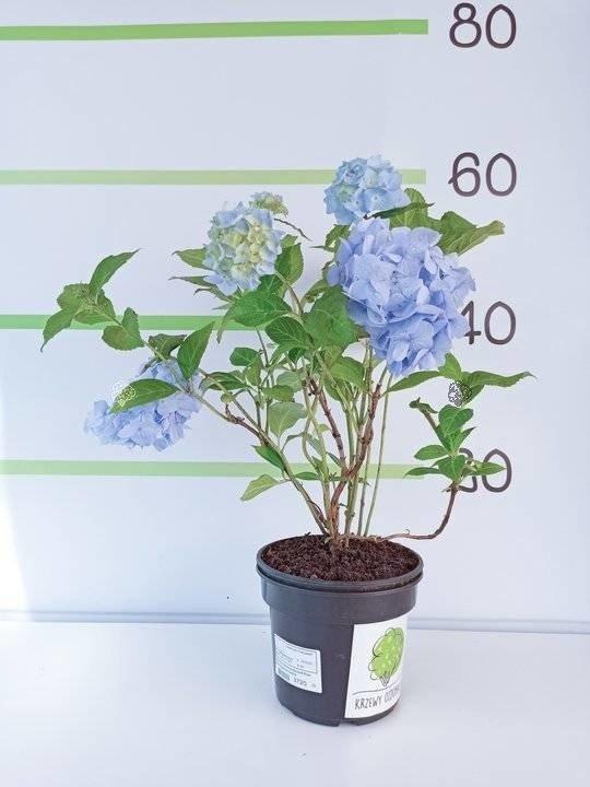 Hortensja ogrodowa Bouquet Rose Hydrangea macrophylla P9