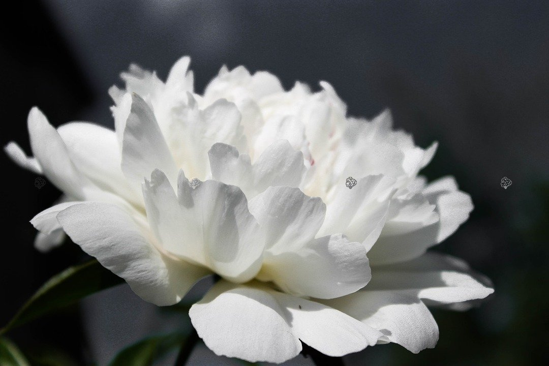 Piwonia biała Paeonia C2