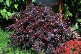 Berberys Thunberga Dart's Red Lady Berberis thunbergii C2