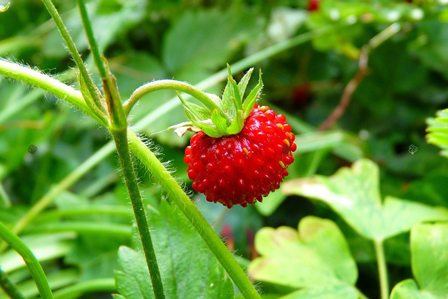 Truskawka Polka Fragaria ananassa 