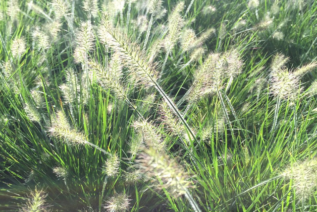 Rozplenica japońska Little Bunny Pennisetum alopecuroides P9