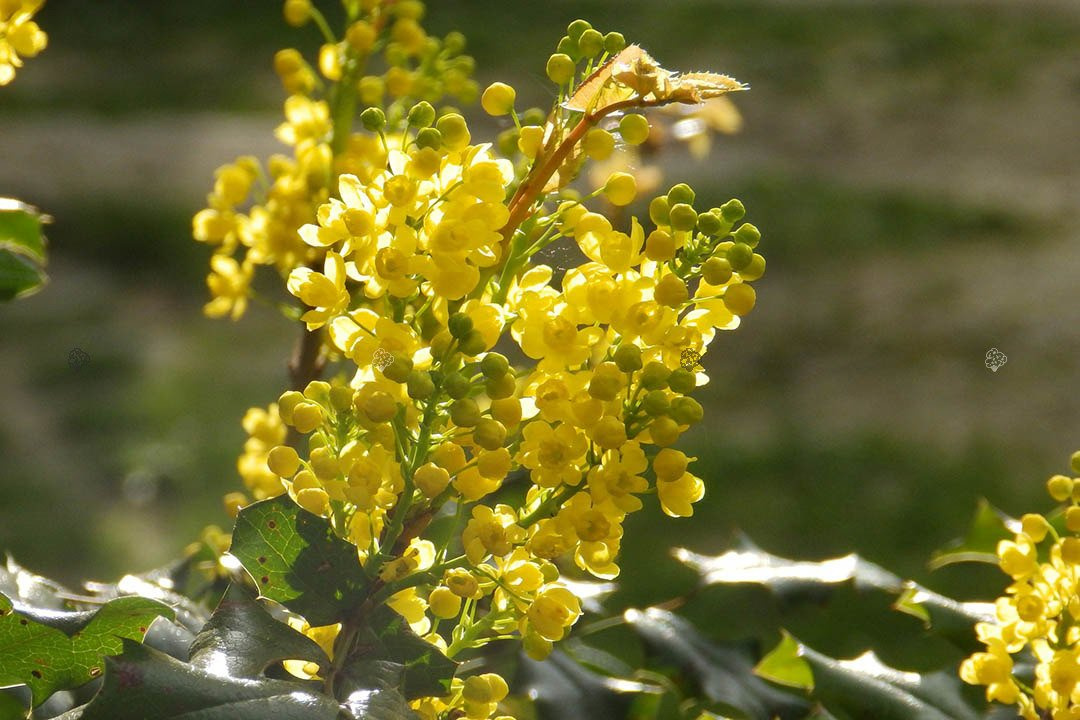 Mahonia pospolita Mahonia aquifolium C2