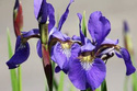 Kosaciec syberyjski Dark Blue Iris sibirica P9