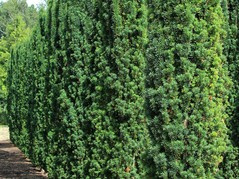 Cis pospolity Fastigiata Taxus baccata P9