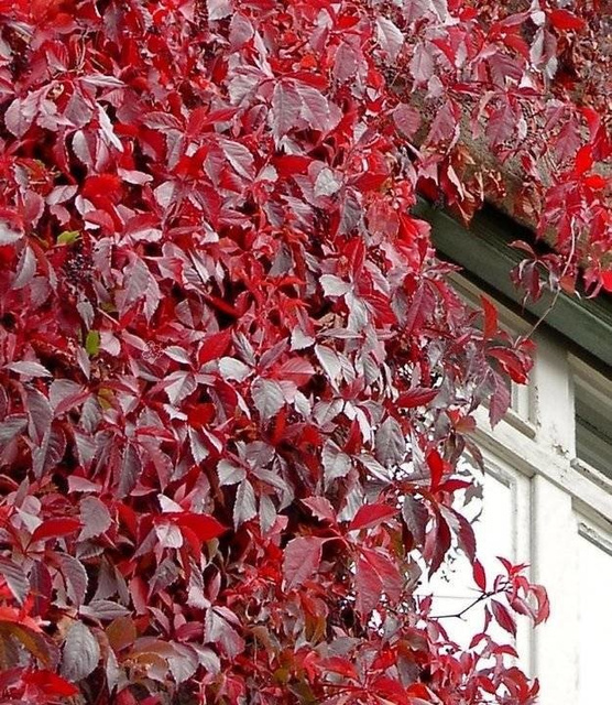 Winobluszcz pięciolistkowy Engelmannii Parthenocissus quinquefolia var.engelmannii C2