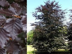 Buk pospolity Atropunicea Fagus sylvatica C2