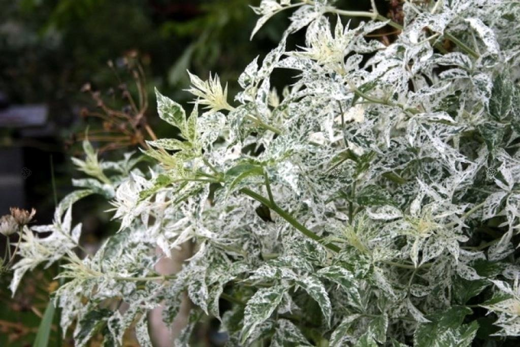 Bez czarny Pulverulenta Sambucus nigra C3