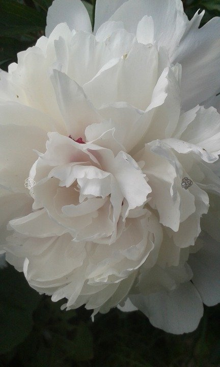 Piwonia biała Paeonia C2